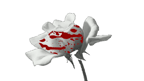 Blood spattered rose blooms